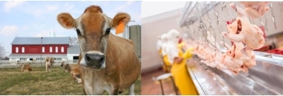 英赛DES-N杀菌清洁剂